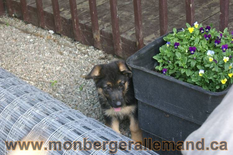 4 juillet 2011 chiot berger allemand disponible