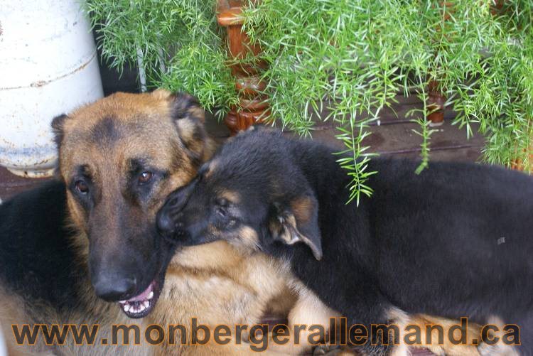 4 juillet 2011 chiot berger allemand disponible