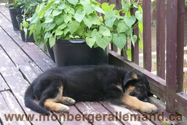 4 juillet 2011 chiot berger allemand disponible