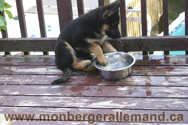 4 juillet 2011 chiot berger allemand disponible