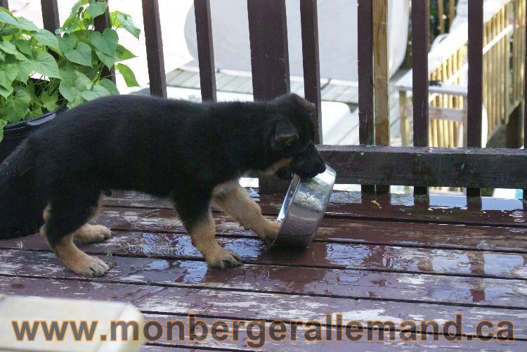 4 juillet 2011 chiot berger allemand disponible