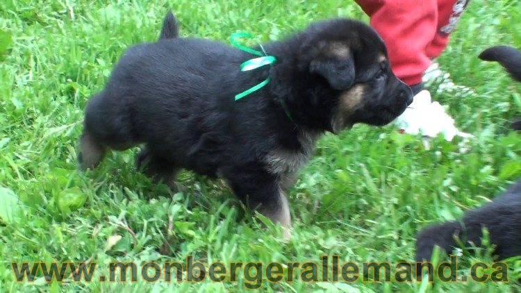 Vert - Male Berger Allemand