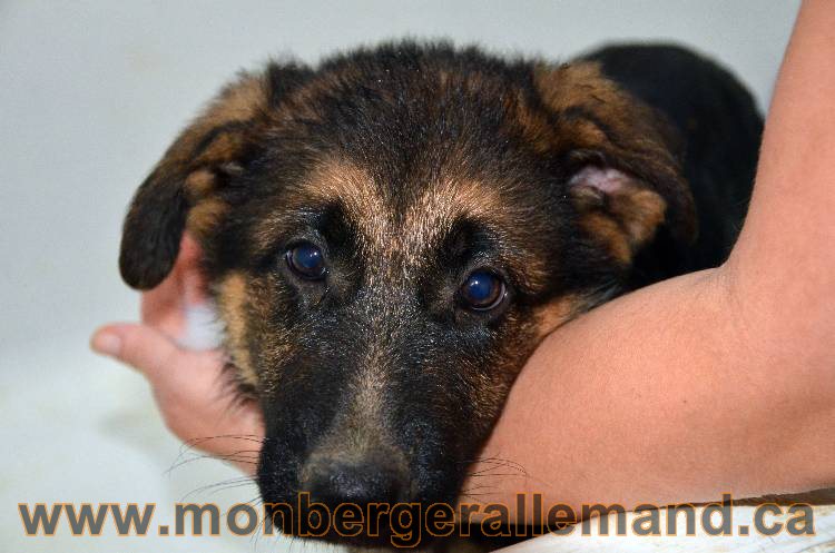 Les chiots berger allemand - 3 Aout 2011