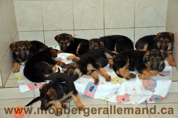 Les chiots berger allemand - 3 Aout 2011