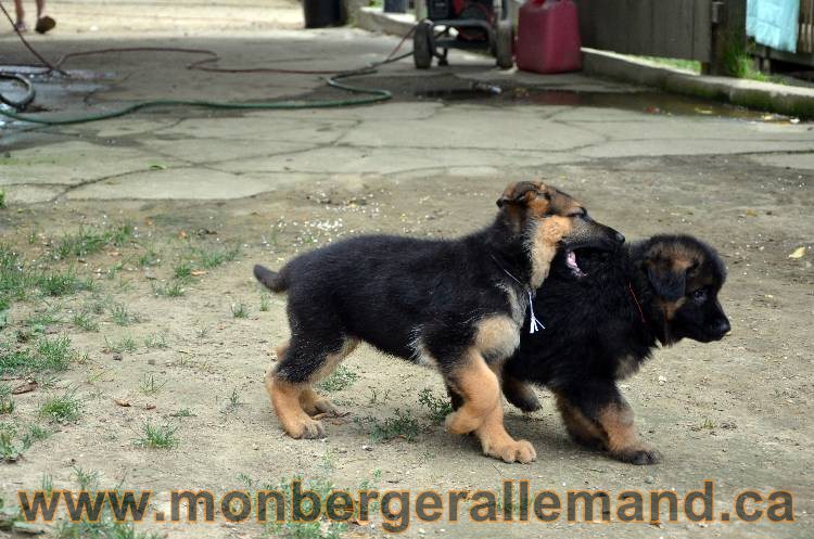 Les chiots berger allemand - 3 Aout 2011