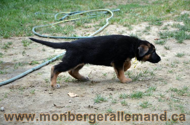 Les chiots berger allemand - 3 Aout 2011