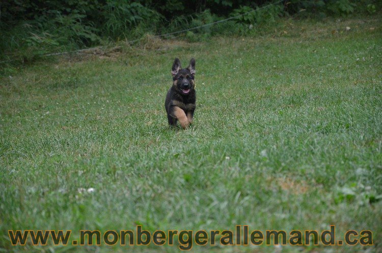 Les chiots - Berger allemand de grande lignées !