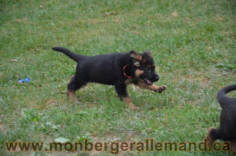 Les chiots - Berger allemand de grande lignées !