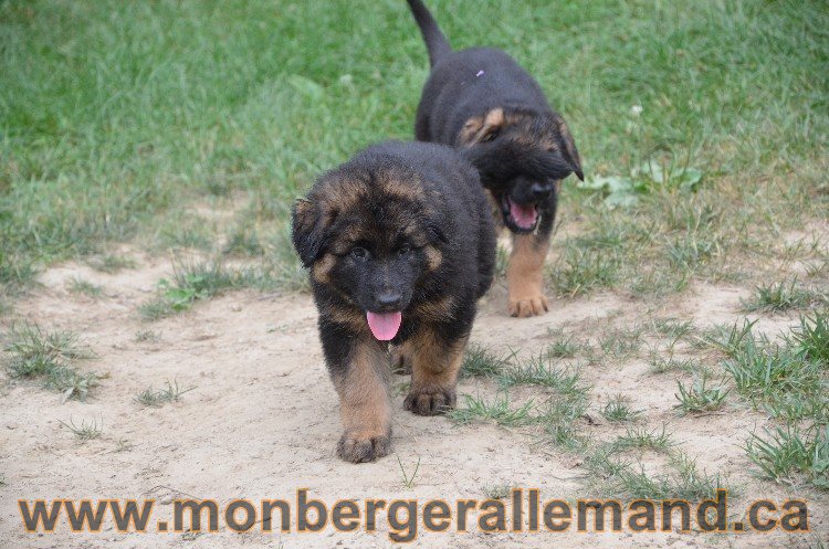 Les chiots - Berger allemand de grande lignées !