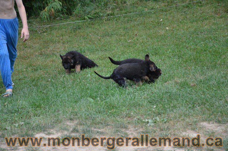 Les chiots - Berger allemand de grande lignées !