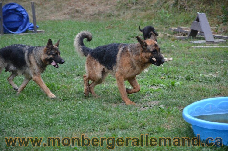 Les chiots - Berger allemand de grande lignées !