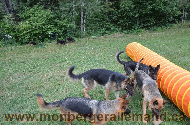 Les chiots - Berger allemand de grande lignées !