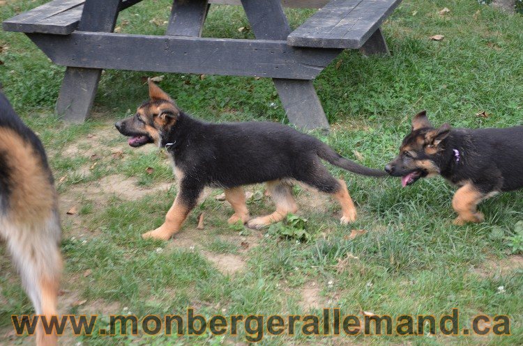 Les chiots - Berger allemand de grande lignées !