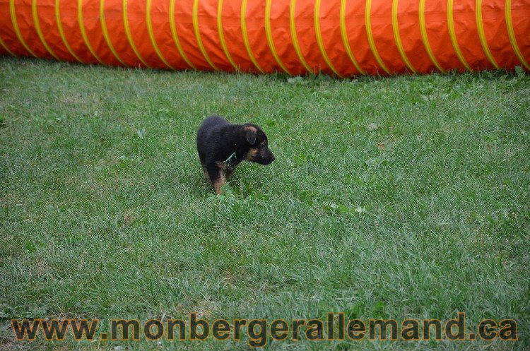 Les chiots - Berger allemand de grande lignées !