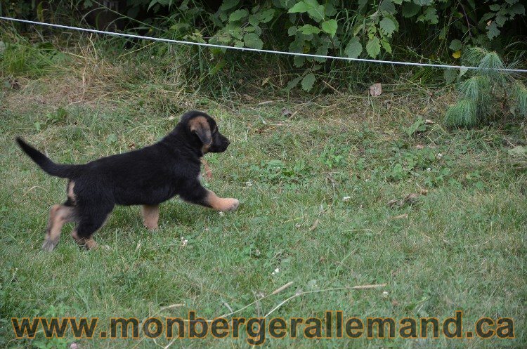 Les chiots - Berger allemand de grande lignées !