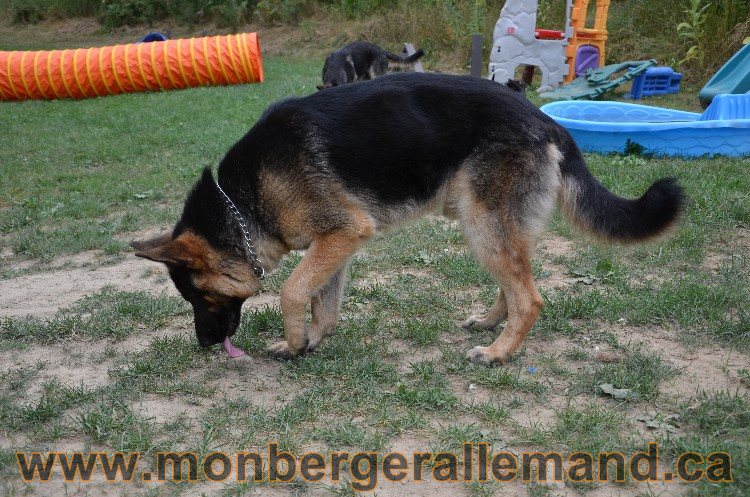 Les chiots - Berger allemand de grande lignées !