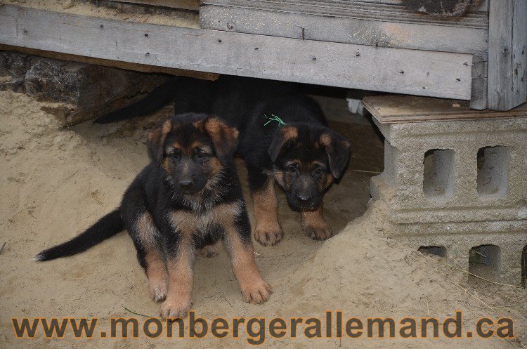 Les chiots - Berger allemand de grande lignées !