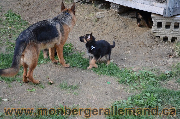 Chiots et chiens 11 Aout 2011