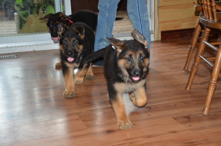 Chiots Berger allemand a Roxy , Le départ ! 