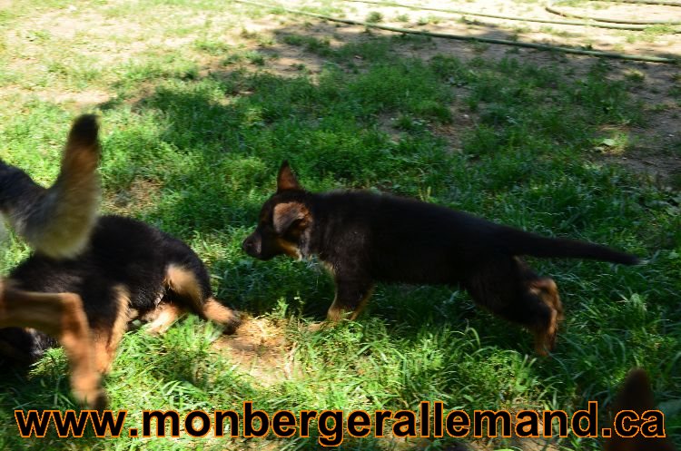 Chiots Roxy 12 aout 2011- Magnifique berger allemand !