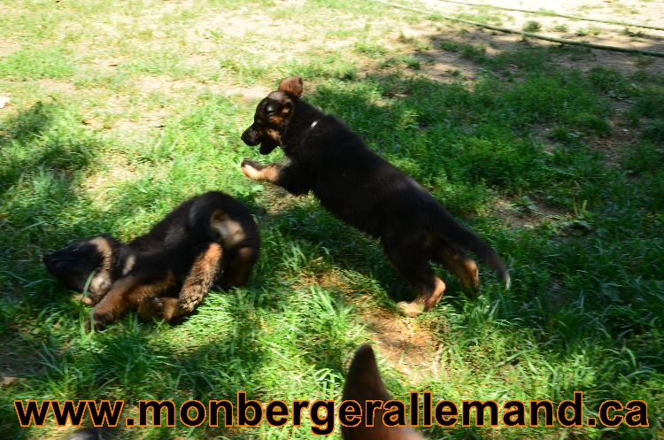 Chiots Roxy 12 aout 2011- Magnifique berger allemand !