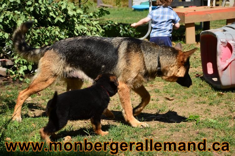 Chiots Roxy 12 aout 2011- Magnifique berger allemand !