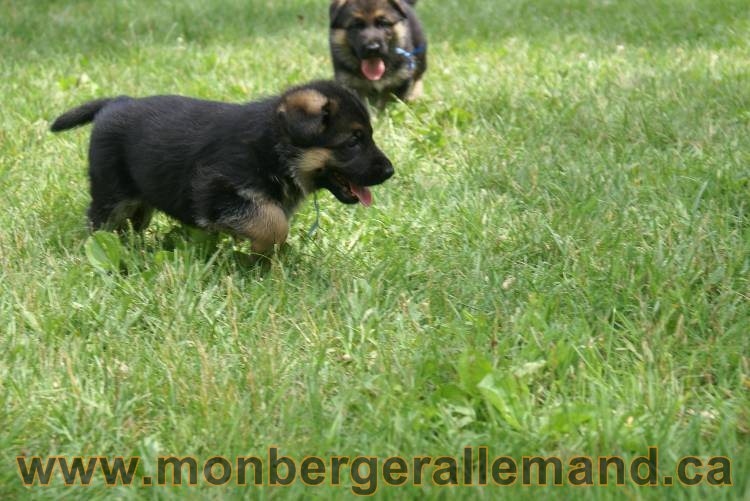 Les chiots berger allemand a Kenya 11 Juillet 2011