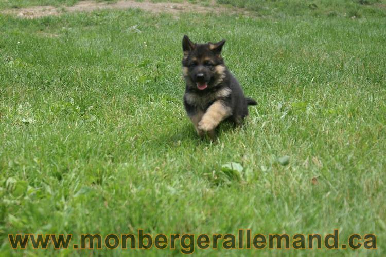 Les chiots berger allemand a Kenya 11 Juillet 2011