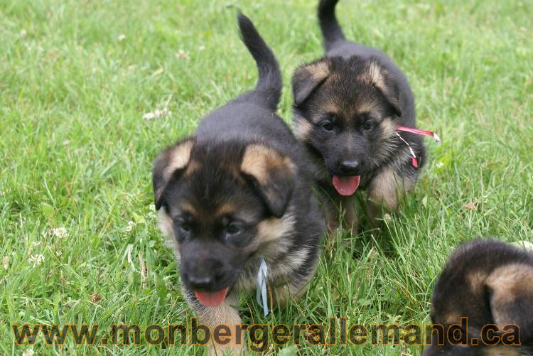 Les chiots berger allemand a Kenya 11 Juillet 2011