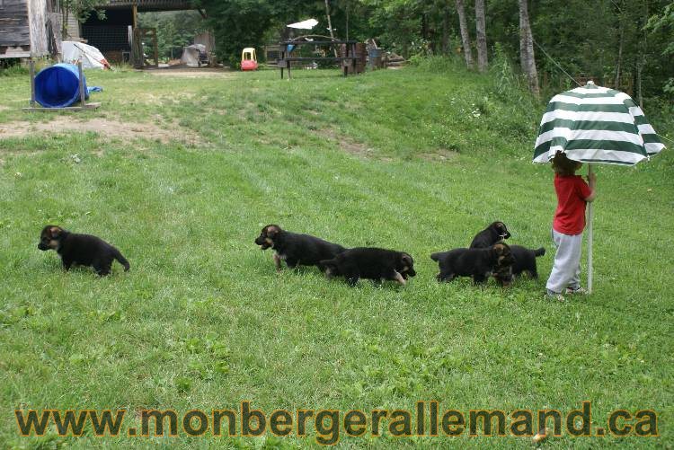 Les chiots berger allemand a Kenya 11 Juillet 2011