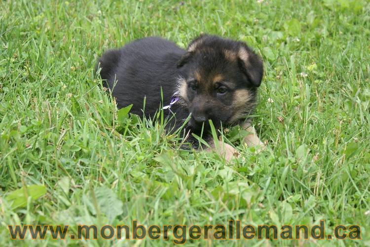 Les chiots berger allemand a Kenya 11 Juillet 2011