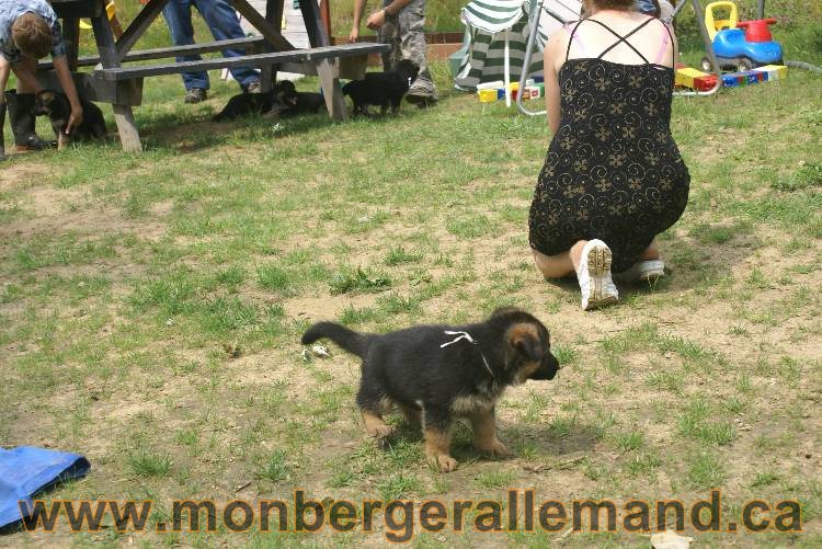 Les chiots berger allemand a Kenya 11 Juillet 2011