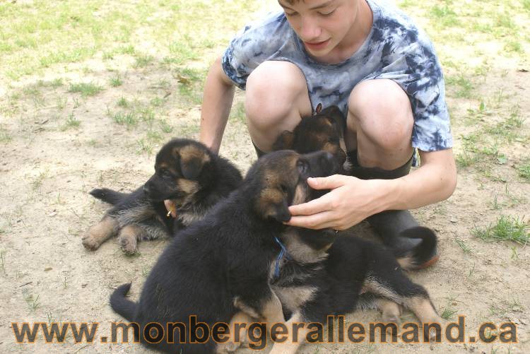 Les chiots berger allemand a Kenya 11 Juillet 2011