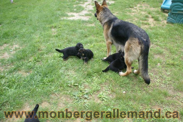 Les chiots berger allemand a Roxy !