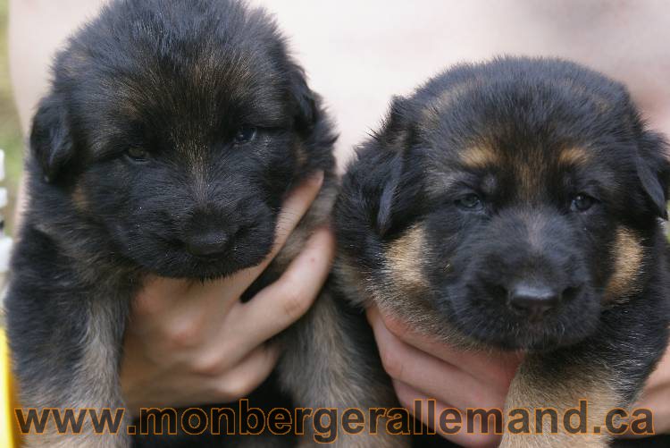 Les chiots berger allemand a Roxy !