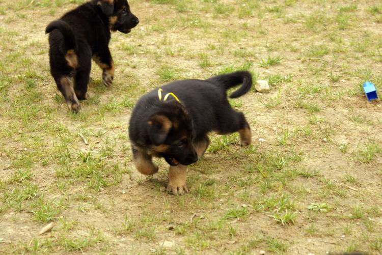 Les chiots berger allemand a Roxy - 22 Juillet 2011