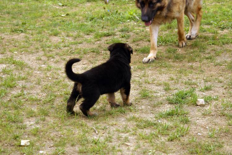 Les chiots berger allemand a Roxy - 22 Juillet 2011