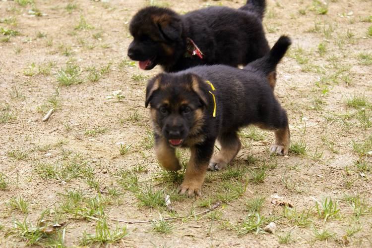 Les chiots berger allemand a Roxy - 22 Juillet 2011