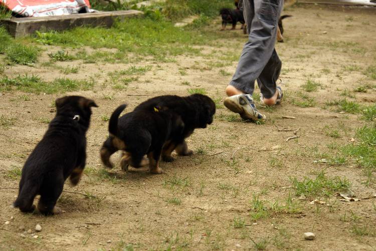 Les chiots berger allemand a Roxy - 22 Juillet 2011