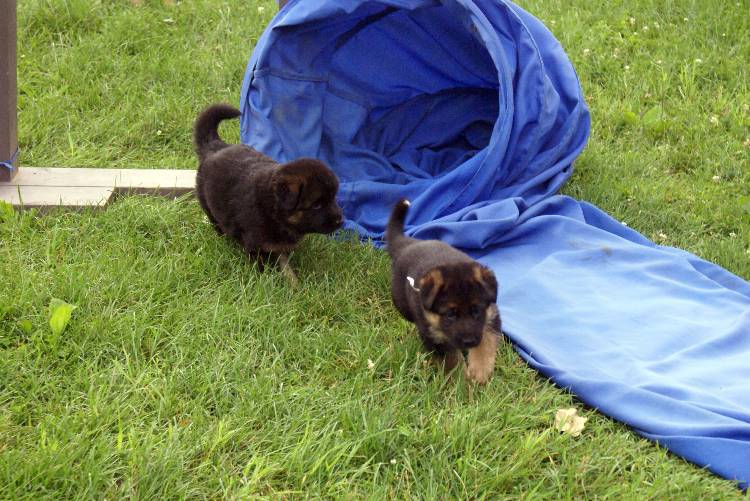 Les chiots berger allemand a Roxy - 22 Juillet 2011Les chiots berger allemand a Roxy - 22 Juillet 2011