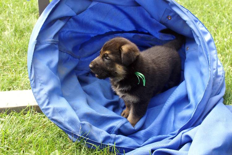 Les chiots berger allemand a Roxy - 22 Juillet 2011