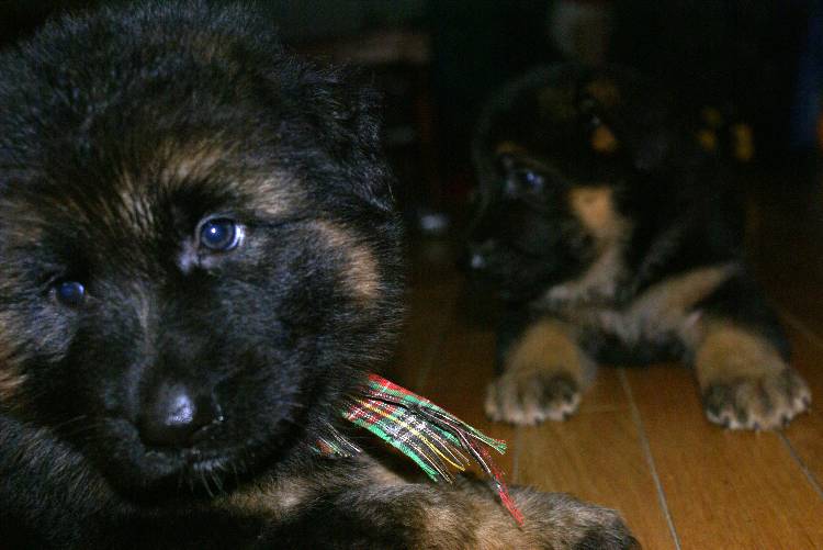 Les chiots berger allemand a Roxy - 22 Juillet 2011