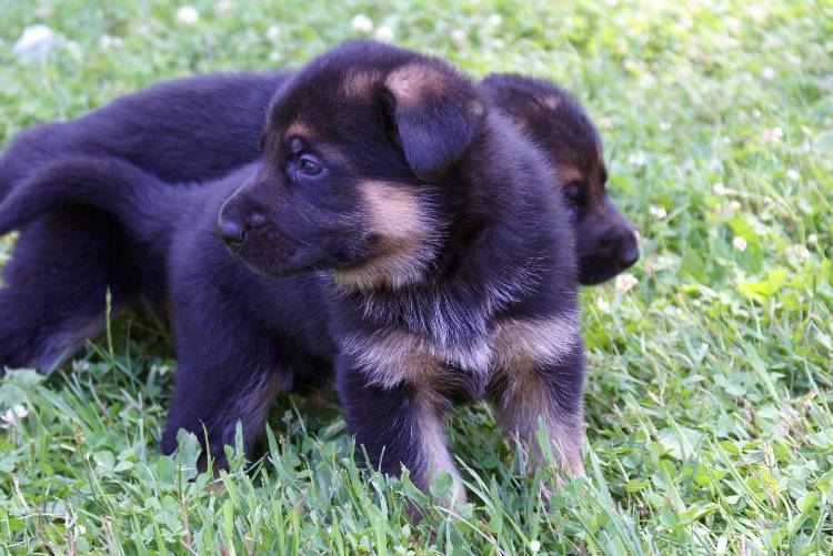 Nos chiots et chien berger allemand - 17 juillet 2011