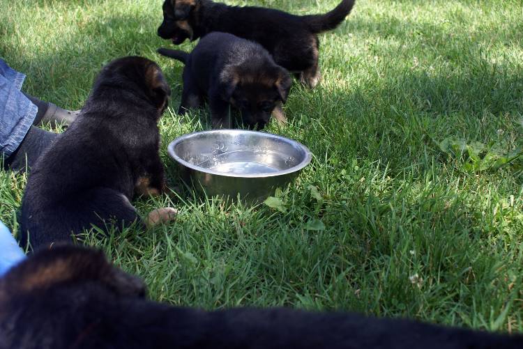 Nos chiots et chien berger allemand - 17 juillet 2011