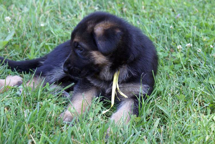 Nos chiots et chien berger allemand - 17 juillet 2011