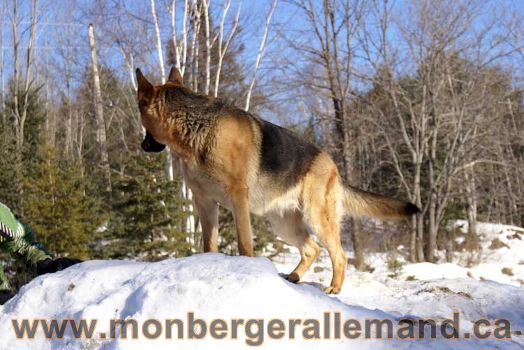 Photo berger allemand Janvier 2011 - outaouais-Laurentides-monteregie-estrie-montreal-gatineau-laval