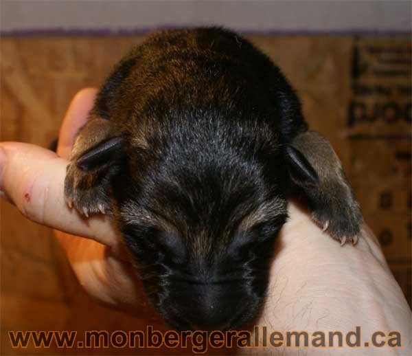 Chiot berger allemand a Kenya - 2 jours de vie