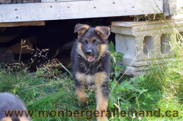 Les chiens et les Chiots berger allemand !