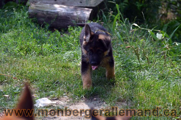 Les chiens et les Chiots berger allemand !