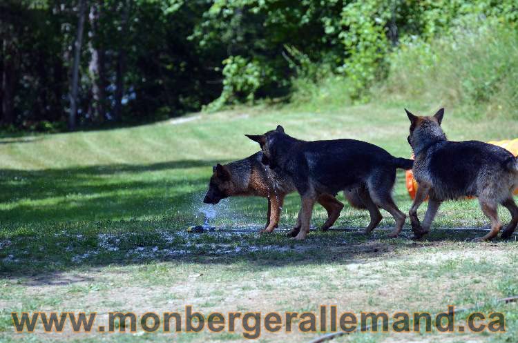 Les chiens et les Chiots berger allemand !